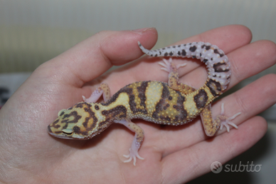 Geco leopardino