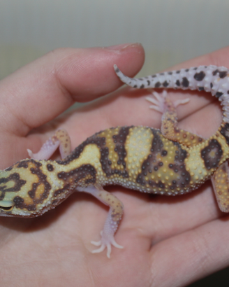 Geco leopardino