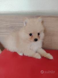 Spitz tedesco volpino nano