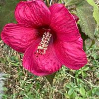 Piante di Hibiscus palustris Oak Red