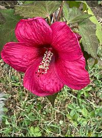 Piante di Hibiscus palustris Oak Red