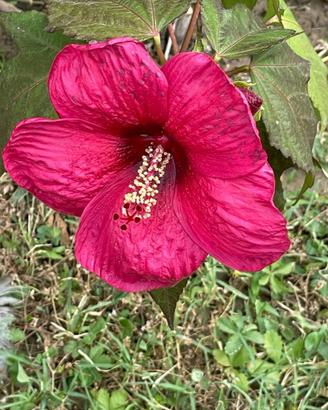 Piante di Hibiscus palustris Oak Red