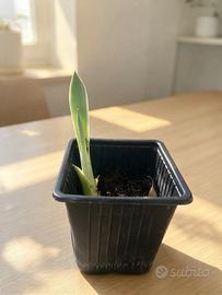 Piantina agave variegata