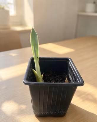 Piantina agave variegata