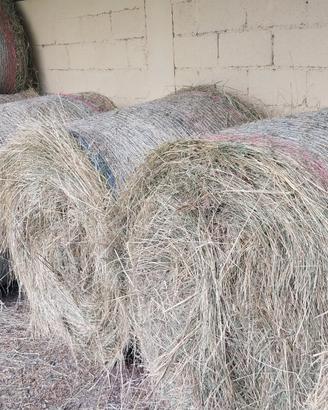Fieno biologico di montagna 2025