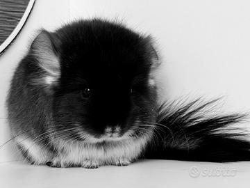Cincillà Chinchilla cucciolo Angora
