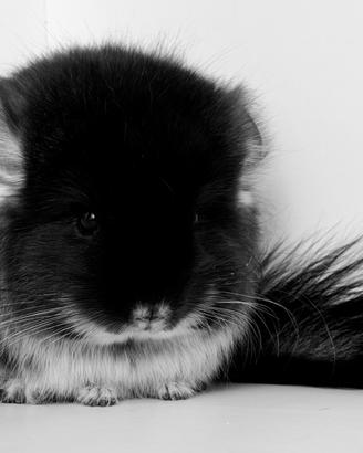 Cincillà Chinchilla cucciolo Angora