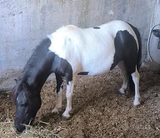 pony shetland