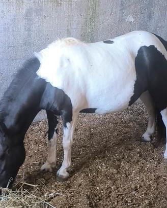 pony shetland