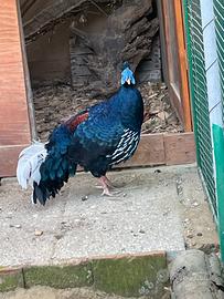 Fagiano Vieilot (coppia)