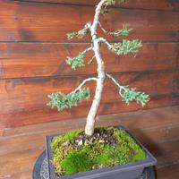 bonsai