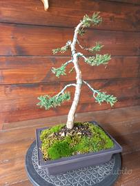 bonsai