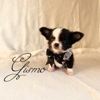 Chihuahua maschio a pelo lungo con pedigree enci