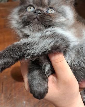 Micetto persiano maschio silver