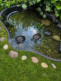 Laghetto + tartarughe