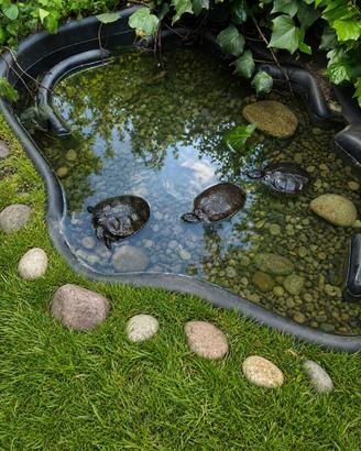 Laghetto + tartarughe