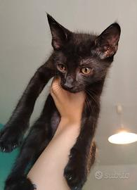 Gattino maschio