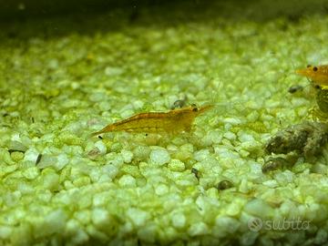 Neocaridina maschio