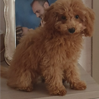 Barboncino toy red per accoppiamento