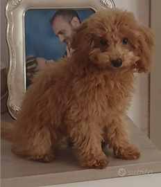 Barboncino toy red per accoppiamento