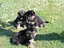Immagine 4