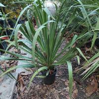 Dracaena Draco Canario