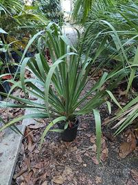 Dracaena Draco Canario