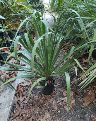 Dracaena Draco Canario