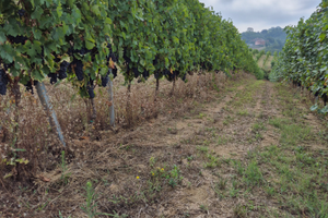 5 ha vigneto zona Castelboglione