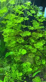Limnophila sessiflora pianta acquario facile + oma