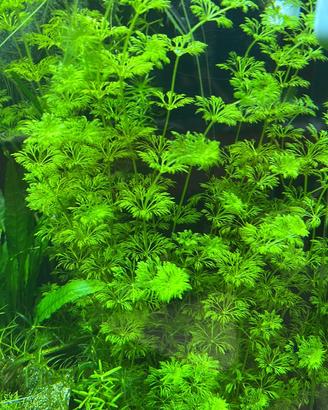 Limnophila sessiflora pianta acquario facile + oma
