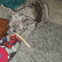 Bulldog francese merle