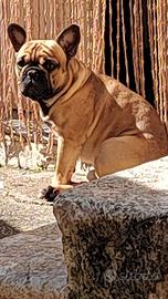 Bulldog francese maschio disponibile per monta