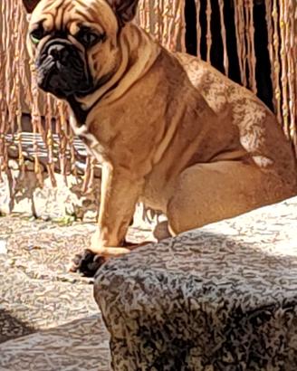 Bulldog francese maschio disponibile per monta