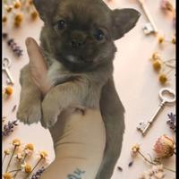 Maschietto Pedigree ENCI