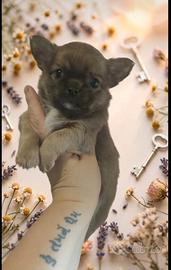 Maschietto Pedigree ENCI