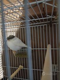 2 coppie di canarini gloster