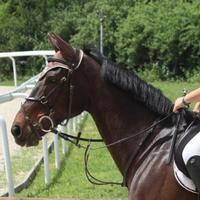 Cavallo irlandese castrone 2009