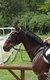 Cavallo irlandese castrone 2009