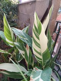 Canna indica stuttgart (variegata)