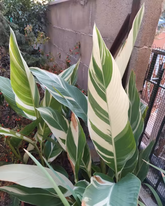 Canna indica stuttgart (variegata)