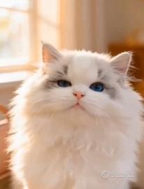 Ragdoll PRENOTAZIONI prox cucciolate set/ott 2026