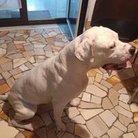 Prima monta Dogo Argentino