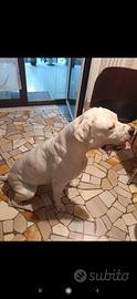 Prima monta Dogo Argentino
