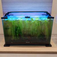 Acquario