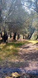 Terreno agricolo