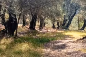 Terreno agricolo