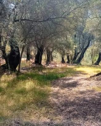 Terreno agricolo