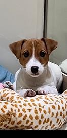 Splendida cucciola jack russell pelo liscio