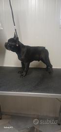 Cucciolo di Bouledogue Francese